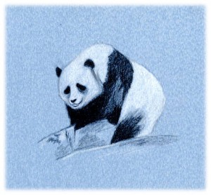 Panda, pierre noire et craie blanche.